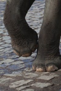 Elephant Dancing